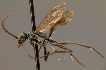 Media type: image;   Entomology 13633 Aspect: habitus lateral view